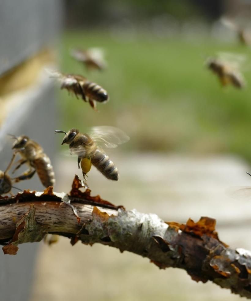 Honeybees gathering at a branch in the apiary